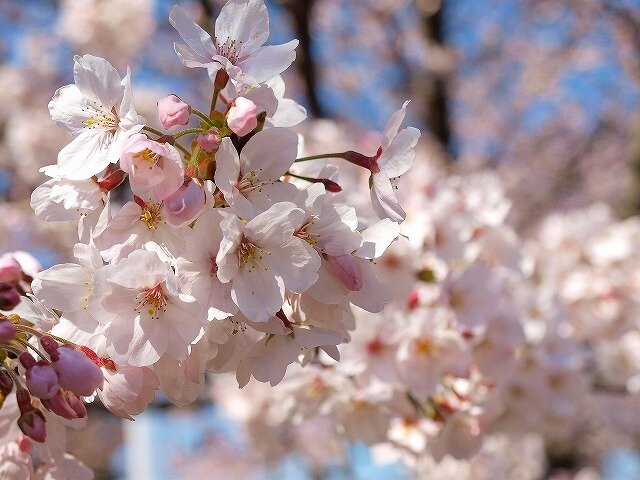 サクラ | 季節の花めぐり | 海の中道海浜公園 | 福岡市東区にある自然